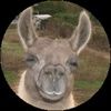 llamaherderpnw